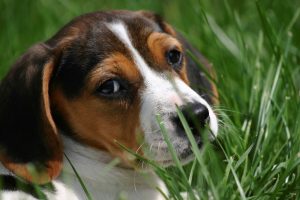 Hidden fence michigan
