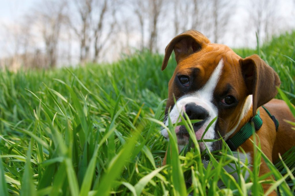 A-Boxer-Puppy