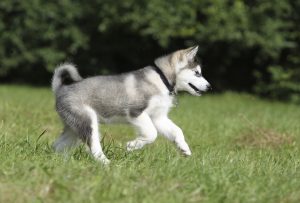 Alaskan-Malamute-Puppy-
