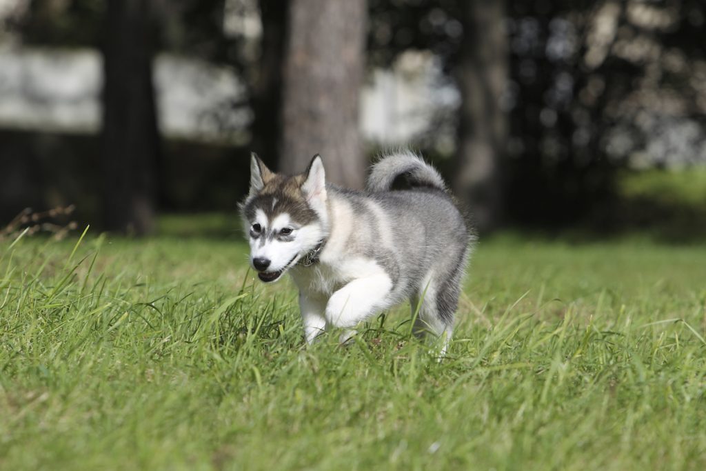 Australian-Cattle-Dog-Blue-Heeler-Puppy-iStock
