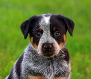 Australian-Cattle-Dog-Blue-Heeler-Puppy-iStock