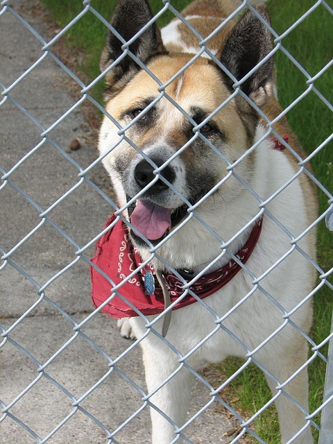 Hidden or Invisible Fence Repair in Dexter, MI
