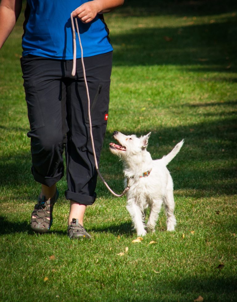 Dog Fence Training for Commerce Pets